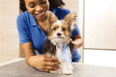 Our Pet Stylists are experienced with a variety of breeds. . Petsmart cat grooming